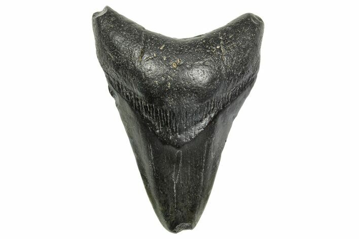 Fossil Megalodon Tooth - South Carolina #368402